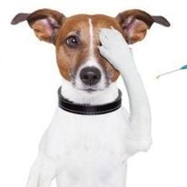 Povinné očkovanie psov proti besnote 1